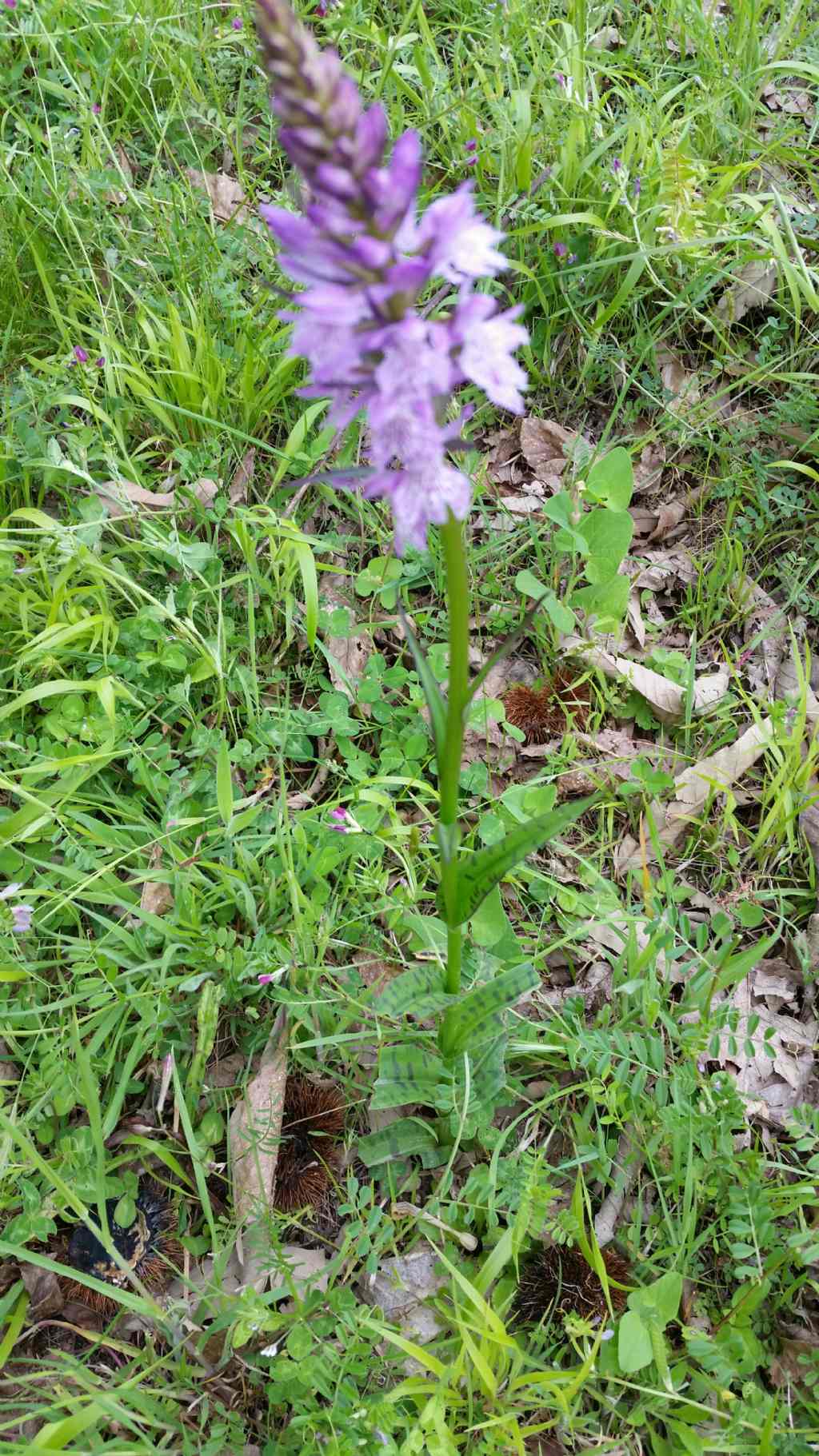 Dactylorhiza da id.